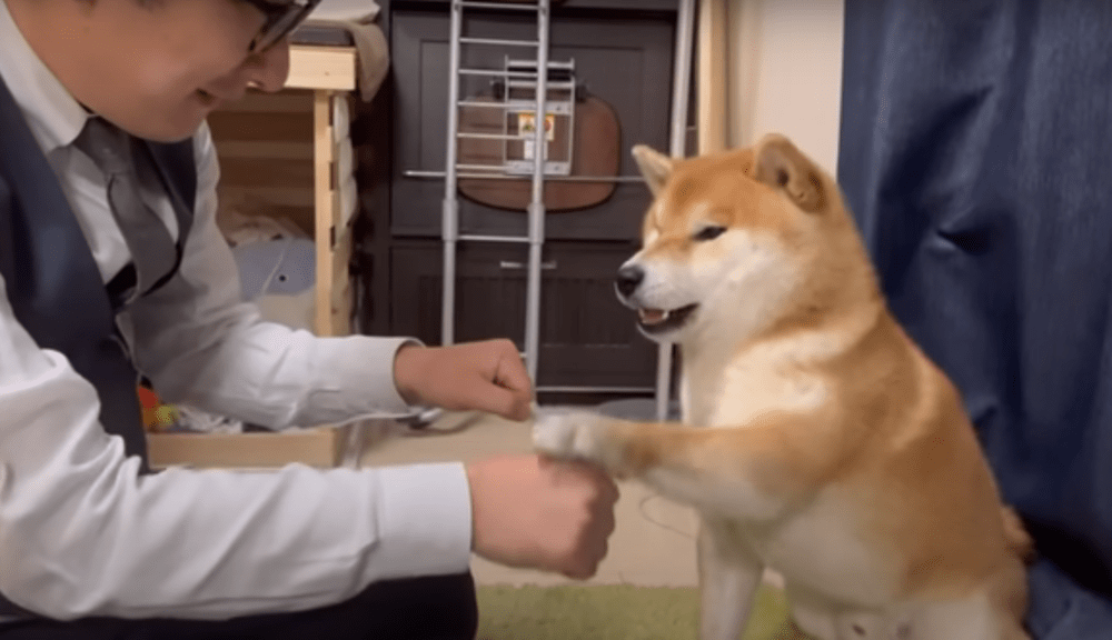 「わらび」の方を選ぶこむぎくん（@shibamugi28さんより提供）