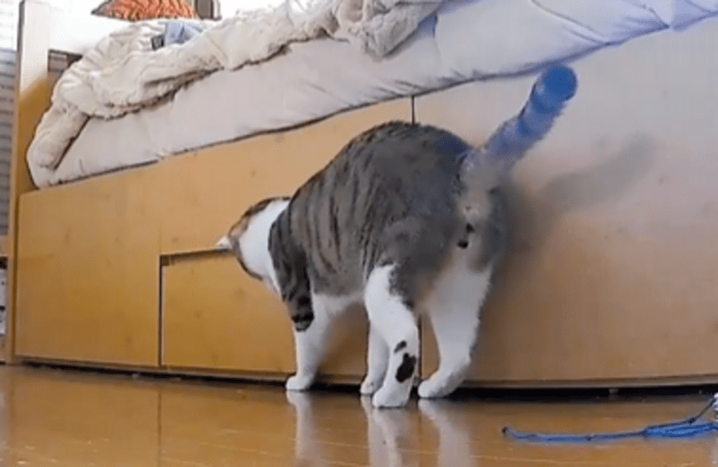 しかし手を滑らせ…（@chakohakulogさんより提供）