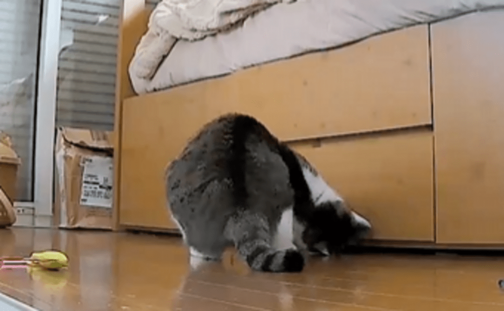 取り出そうとするも…（@chakohakulogさんより提供）