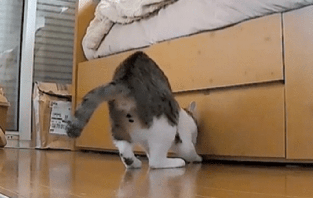 おやつがベッドの下に！（@chakohakulogさんより提供）