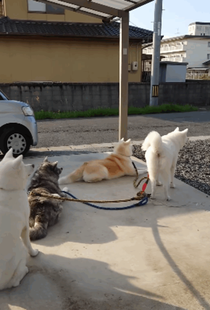 娘さんの帰りを待つワンちゃんたち（@ko_yuki1115さんより提供）