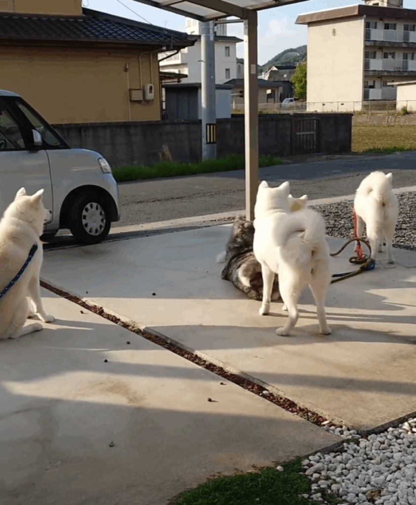 【実際の写真４枚】　娘が帰ってきたときの様子
