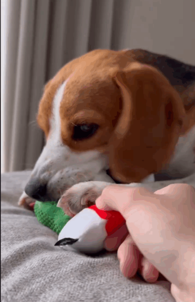 取らないで！（@beagle_lei_noaさんより提供）