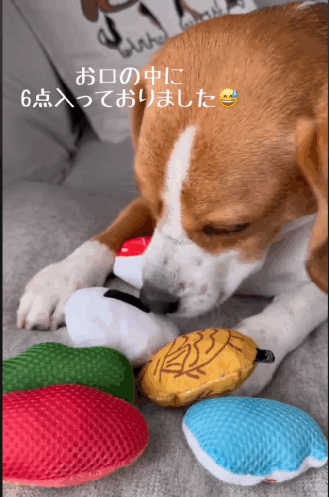 口の中にはなんと6点も！（@beagle_lei_noaさんより提供）