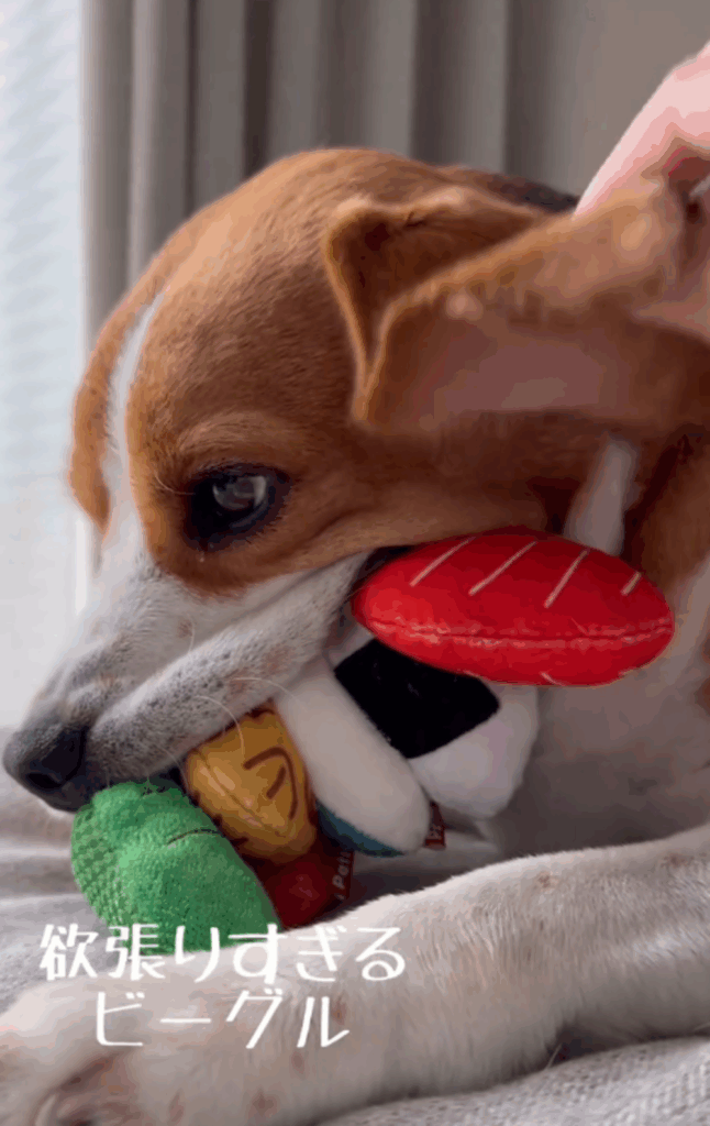 新しいおもちゃを口いっぱいに咥えるノアくん（@beagle_lei_noaさんより提供）