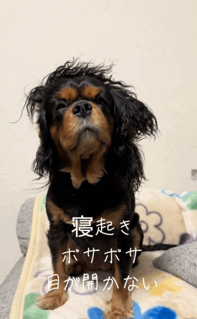 「寝起き感」満載のワンちゃん（@sleepingmydogさんより提供）