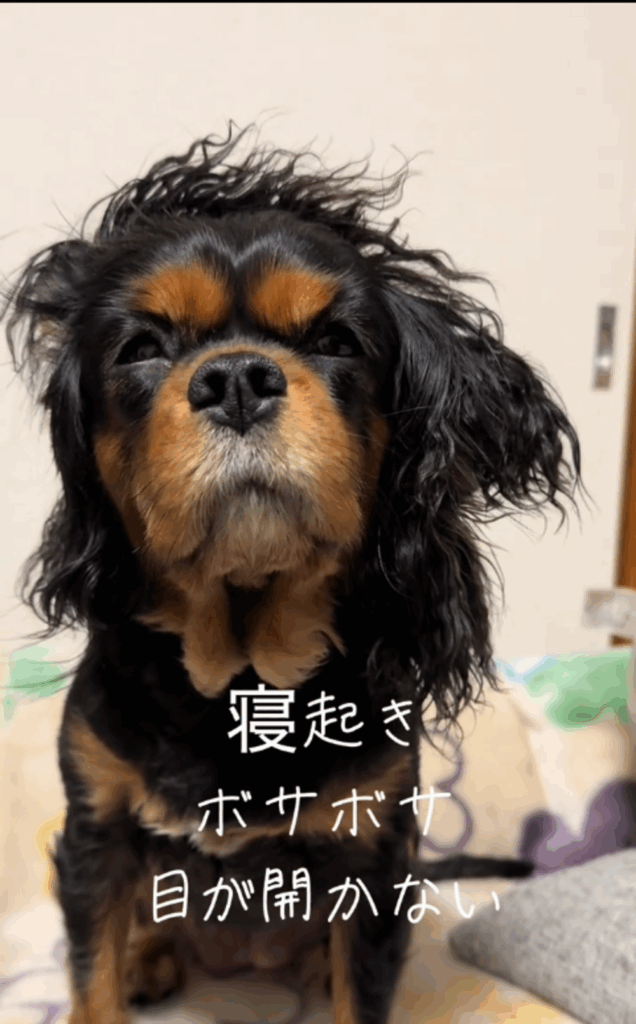 寝起きは目が開かないももちゃん（@sleepingmydogさんより提供）