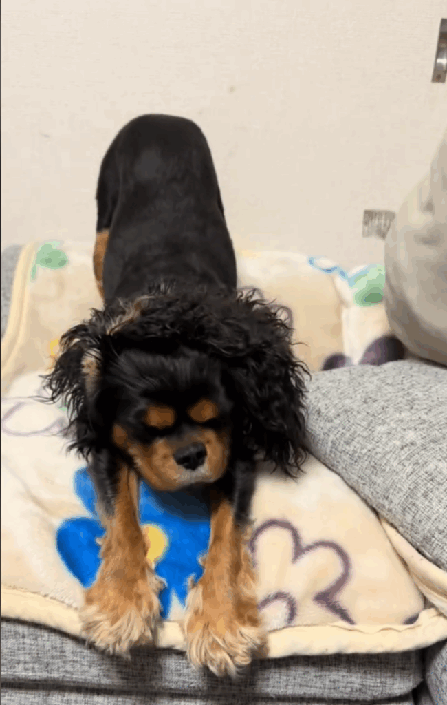 【実際の写真5枚】　飼い主さんが見た光景