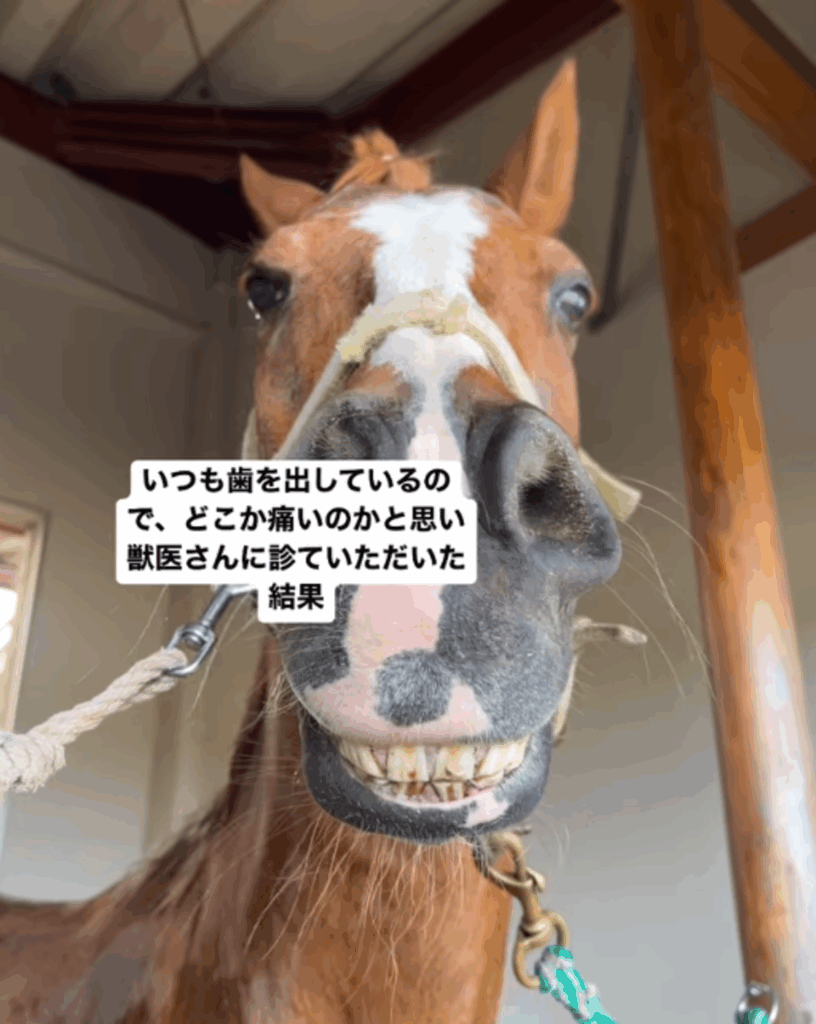 【実際の写真5枚】　獣医に見せた結果