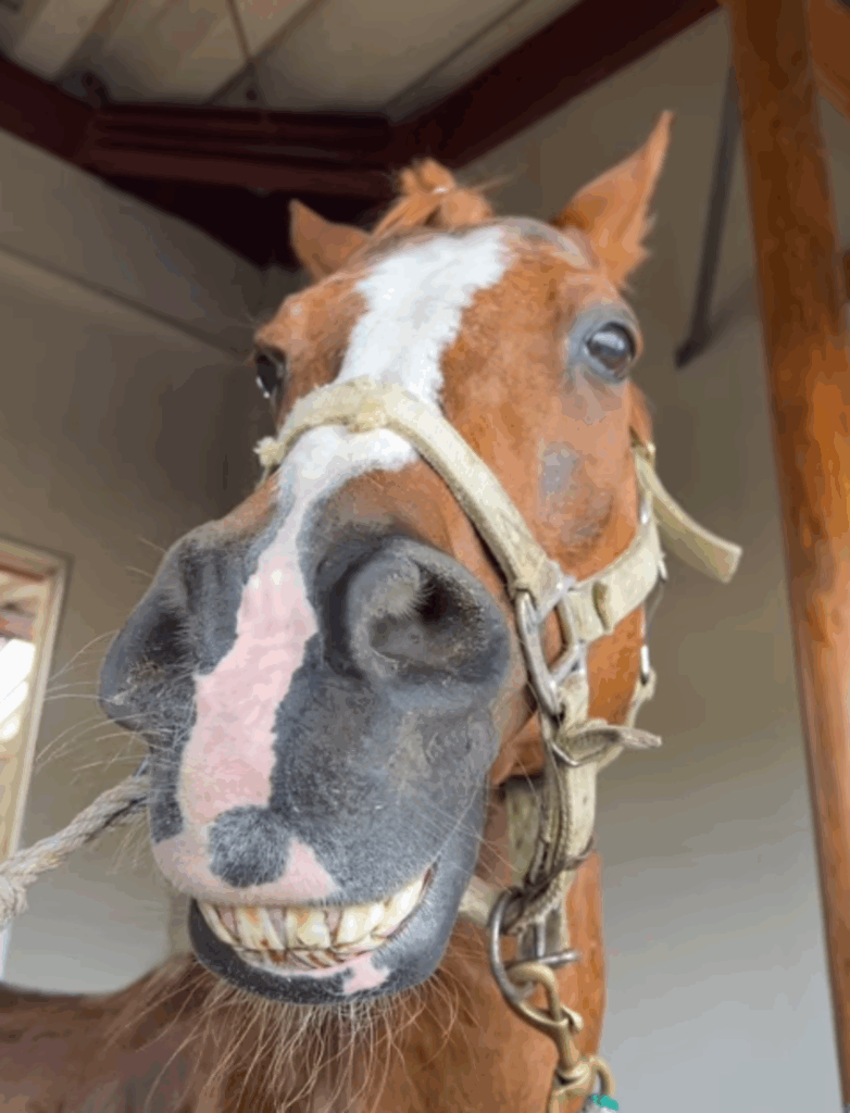 いつも歯を見せているムーンくん（@misaki_nagatsuさんより提供）