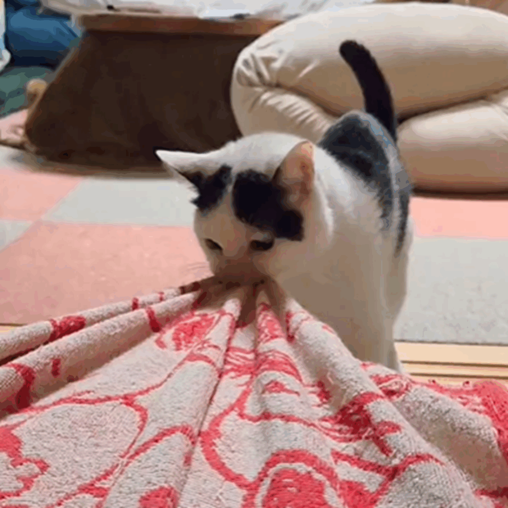【実際の写真5枚】　飼い主さんが見た光景