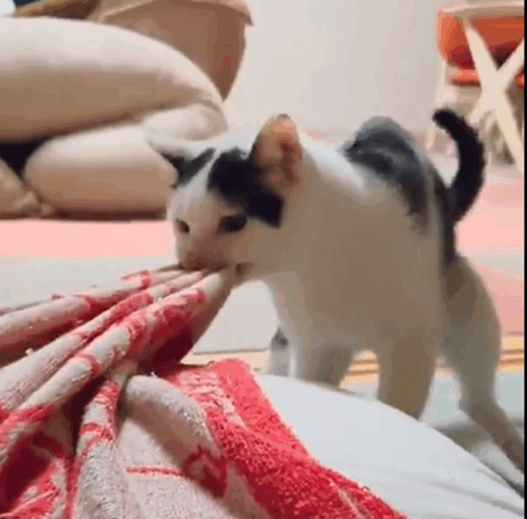 あ～重い！（@KomoChiboさんより提供）