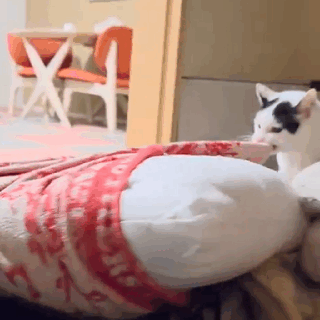 今夜は枕、使わせないよ～（@KomoChiboさんより提供）