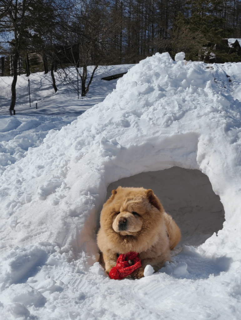 くり蔵くんとかまくら（@kurizo_chowさんより提供）