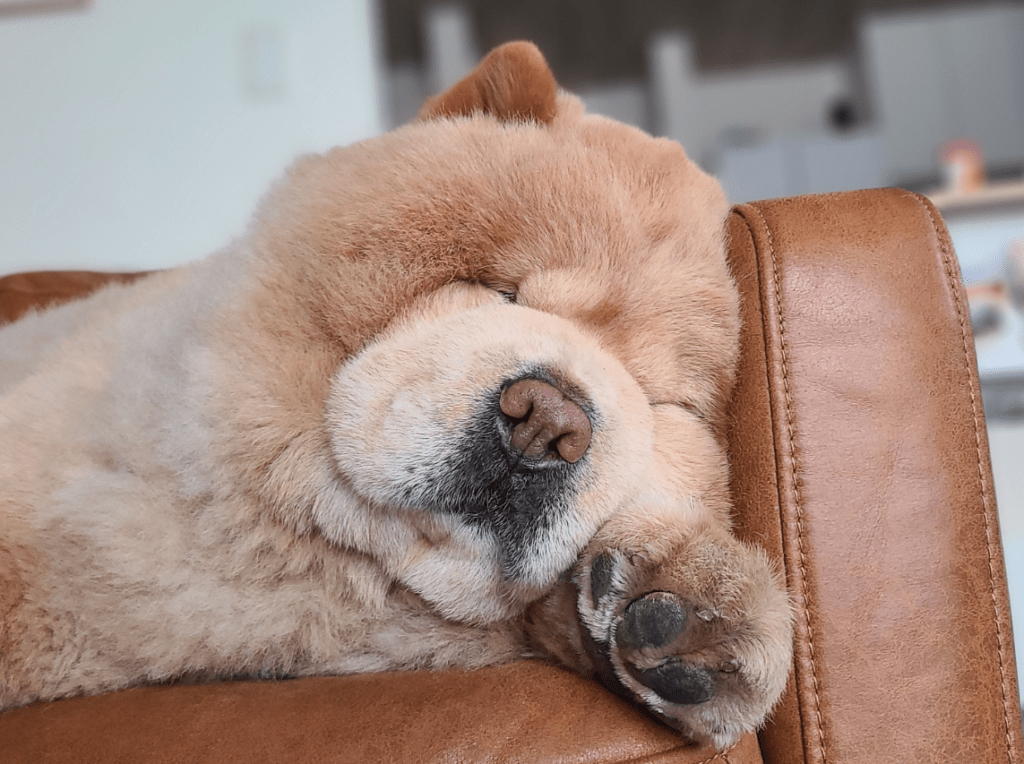 気持ちよさそうに寝ているくり蔵くん（@kurizo_chowさんより提供）