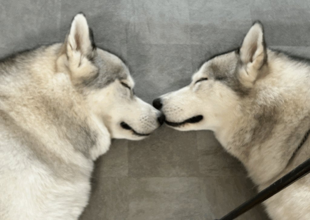 向かい合う2匹（@RenaSyunさんより提供）