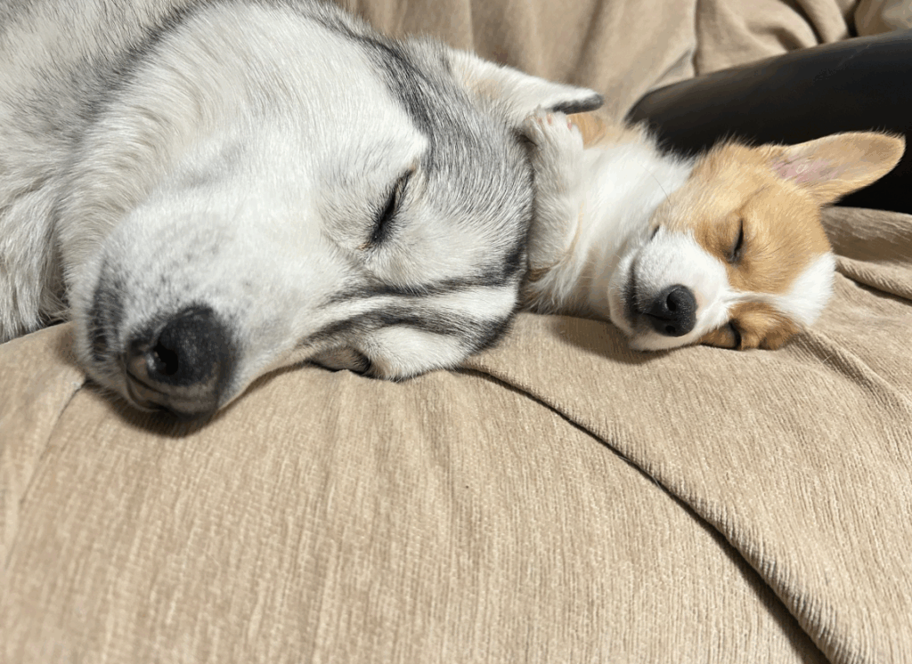 眠る2匹（@RenaSyunさんより提供）