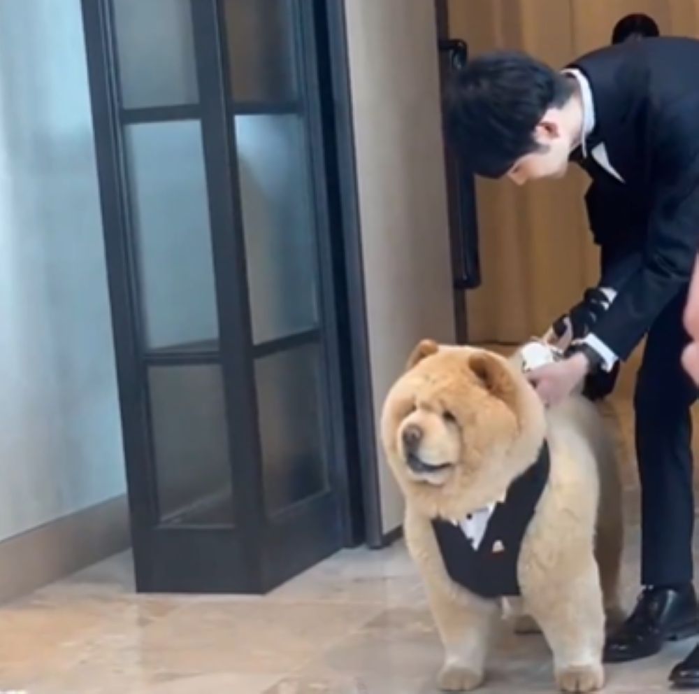 リードを外すと…（@kurizo_chowさんより提供）