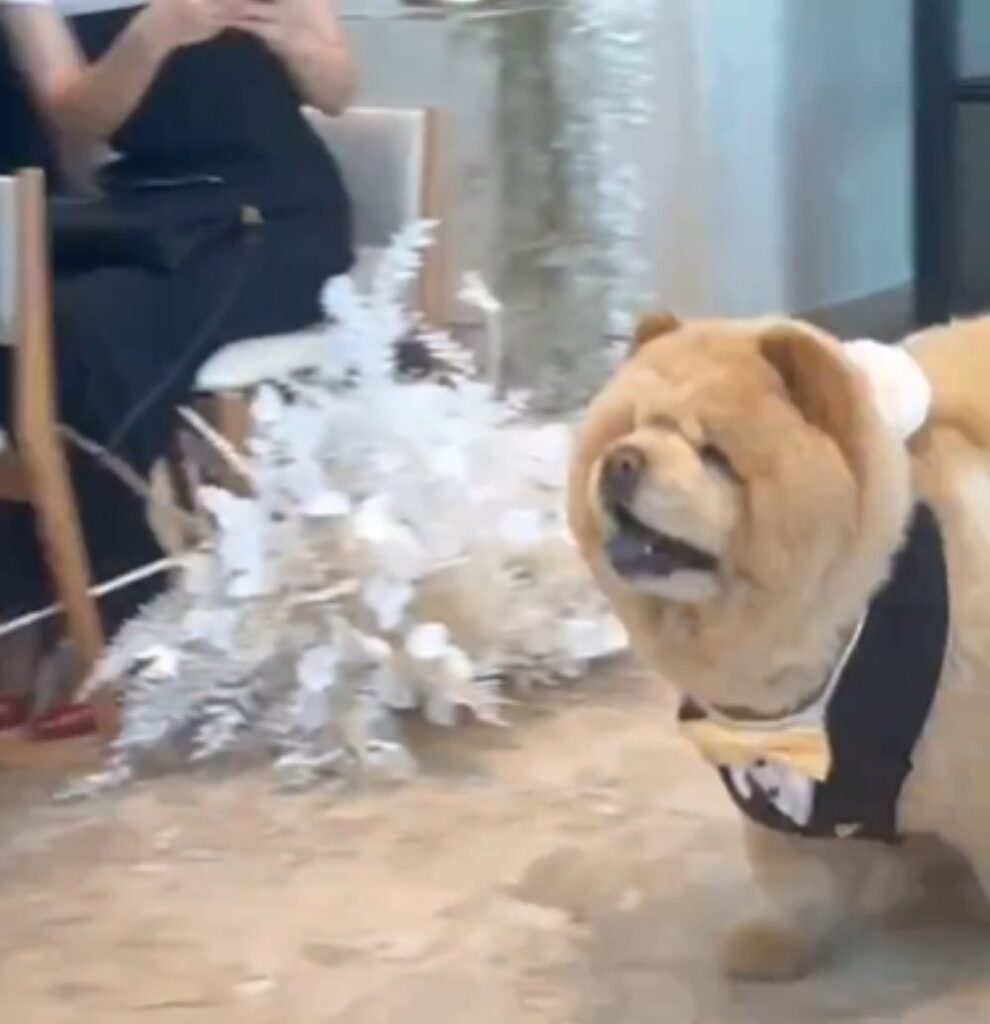 駆け出すくり蔵くん（@kurizo_chowさんより提供）