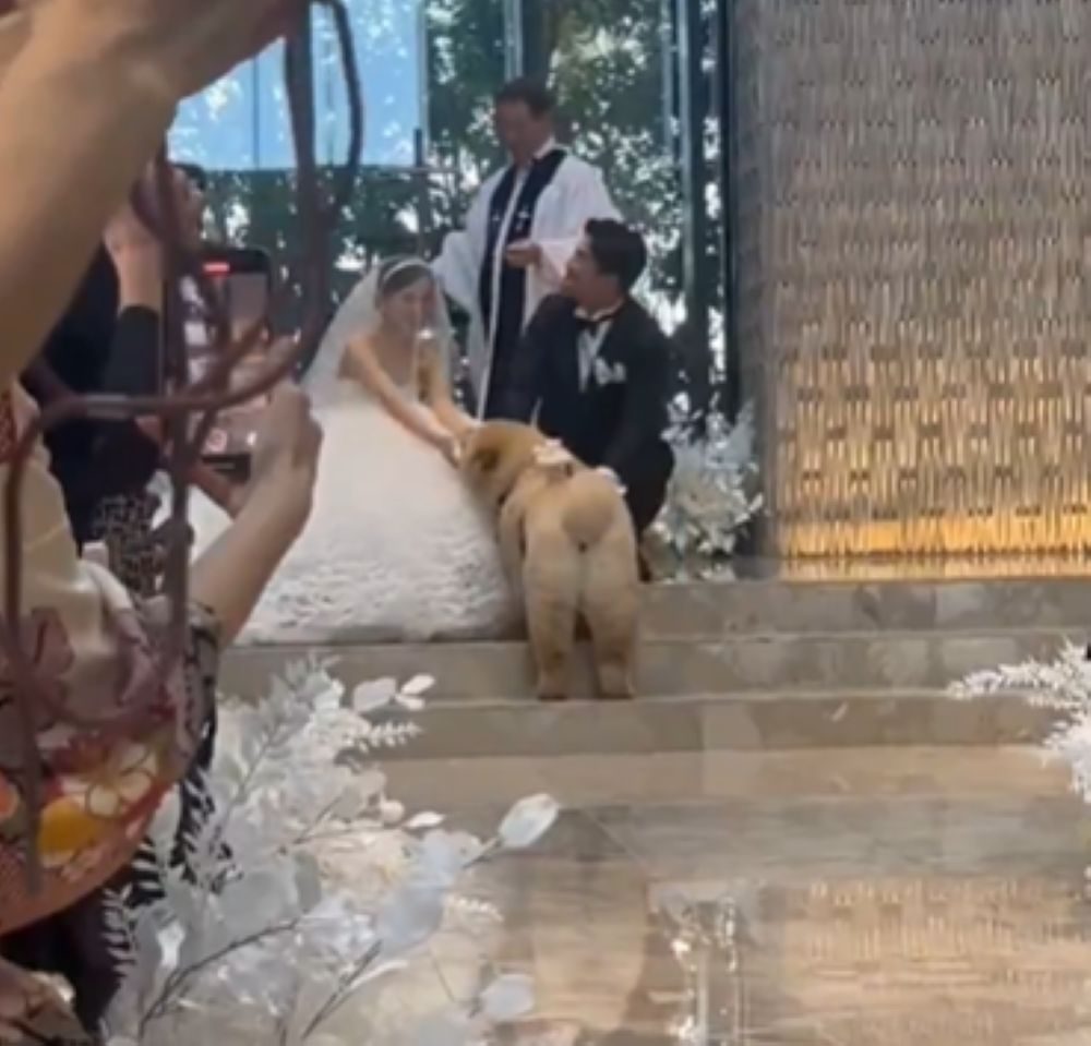 見事なリングドッグ（@kurizo_chowさんより提供）