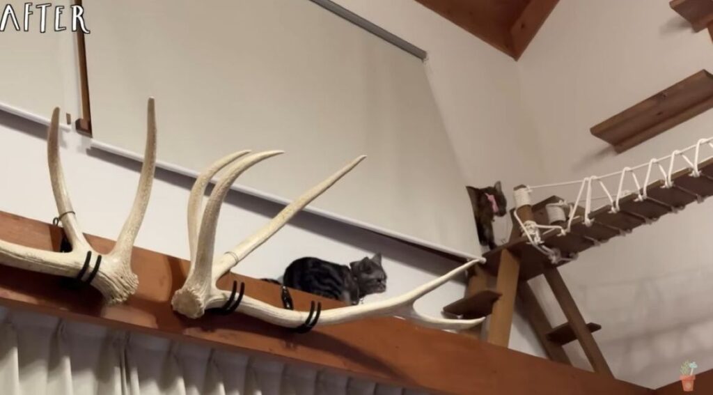 キャットウォーク（@tuinosumika-tukuriさんより提供）