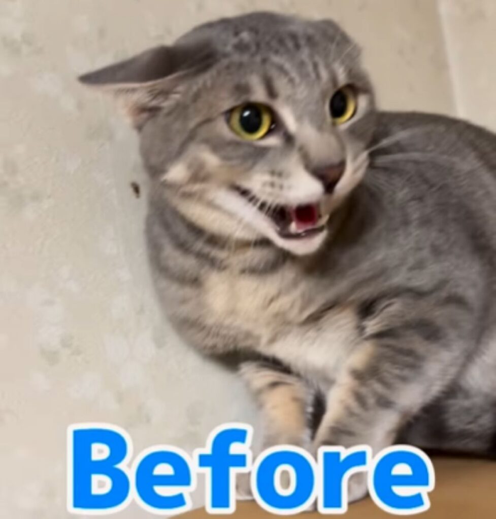 【実際の写真5枚】　アフターの様子