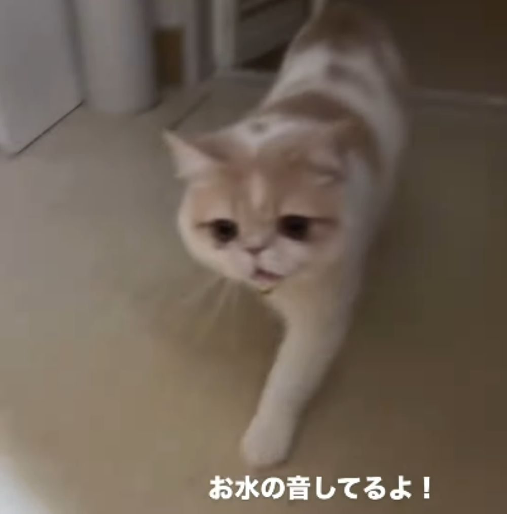 「お水の音してるよ」とぶーちゃん（＠maru_bu_taroさんより提供）