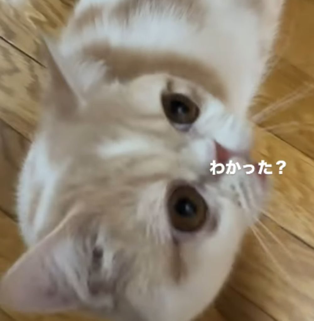 見上げるぶーちゃん（＠maru_bu_taroさんより提供）