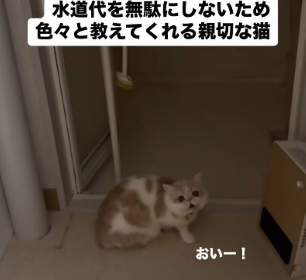 【実際の写真5枚】　飼い主さんが見た光景