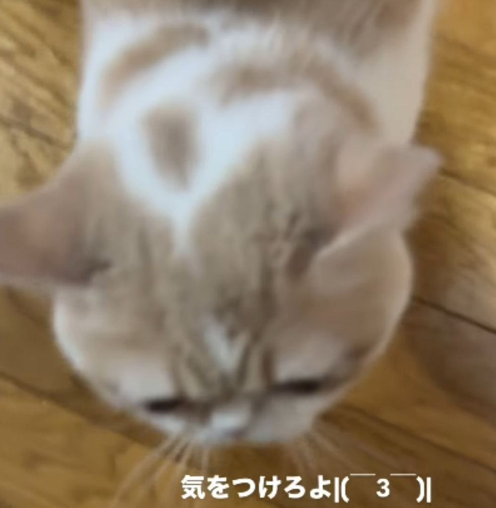 注意しているようなぶーちゃん（＠maru_bu_taroさんより提供）