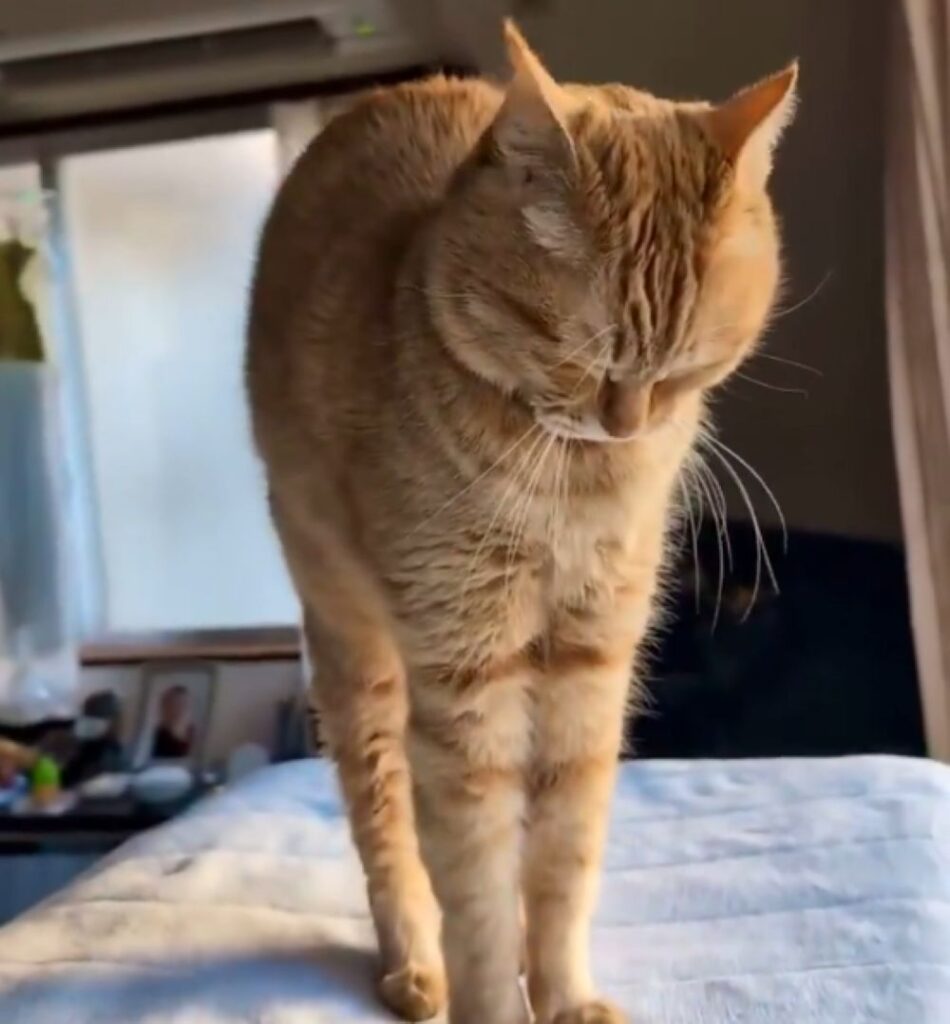 「みみぴん」（@purinlalaさんより提供）