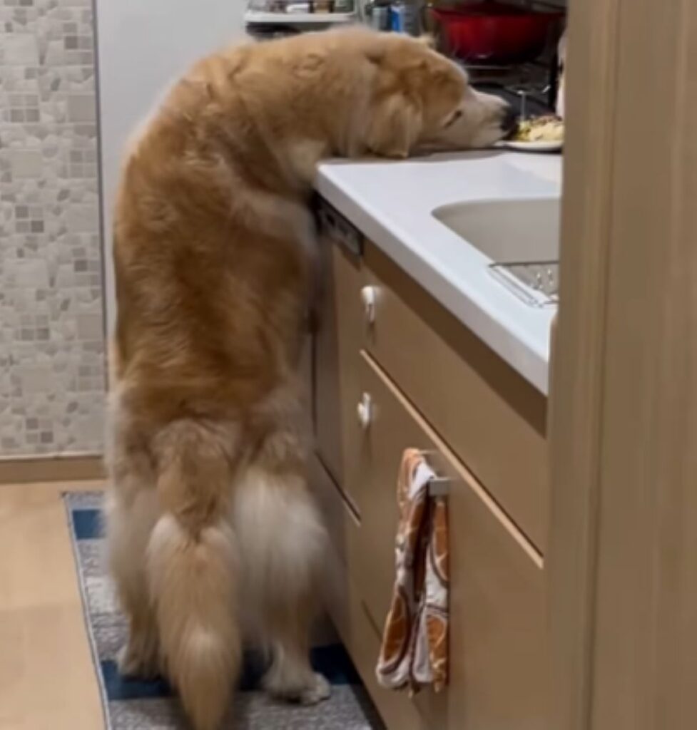 【実際の写真5枚】　飼い主さんが見た光景