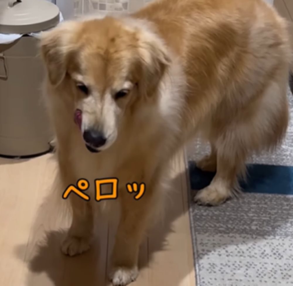 舌をペロッ（＠hataboou_umeさんより提供）