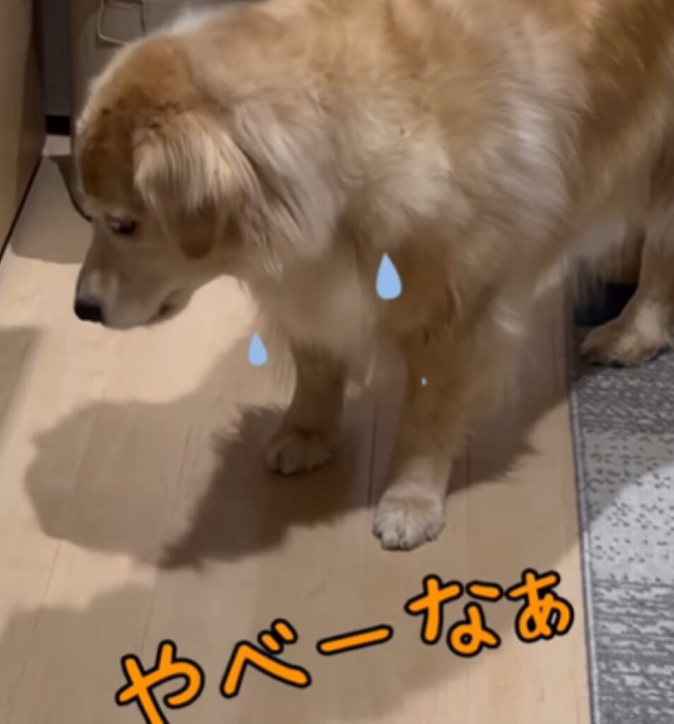 焦るきなこちゃん（＠hataboou_umeさんより提供）