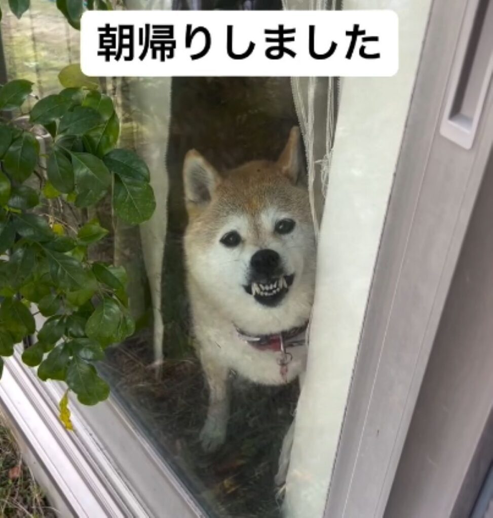 見上げるハルちゃん（＠haruharu040777さんより提供）