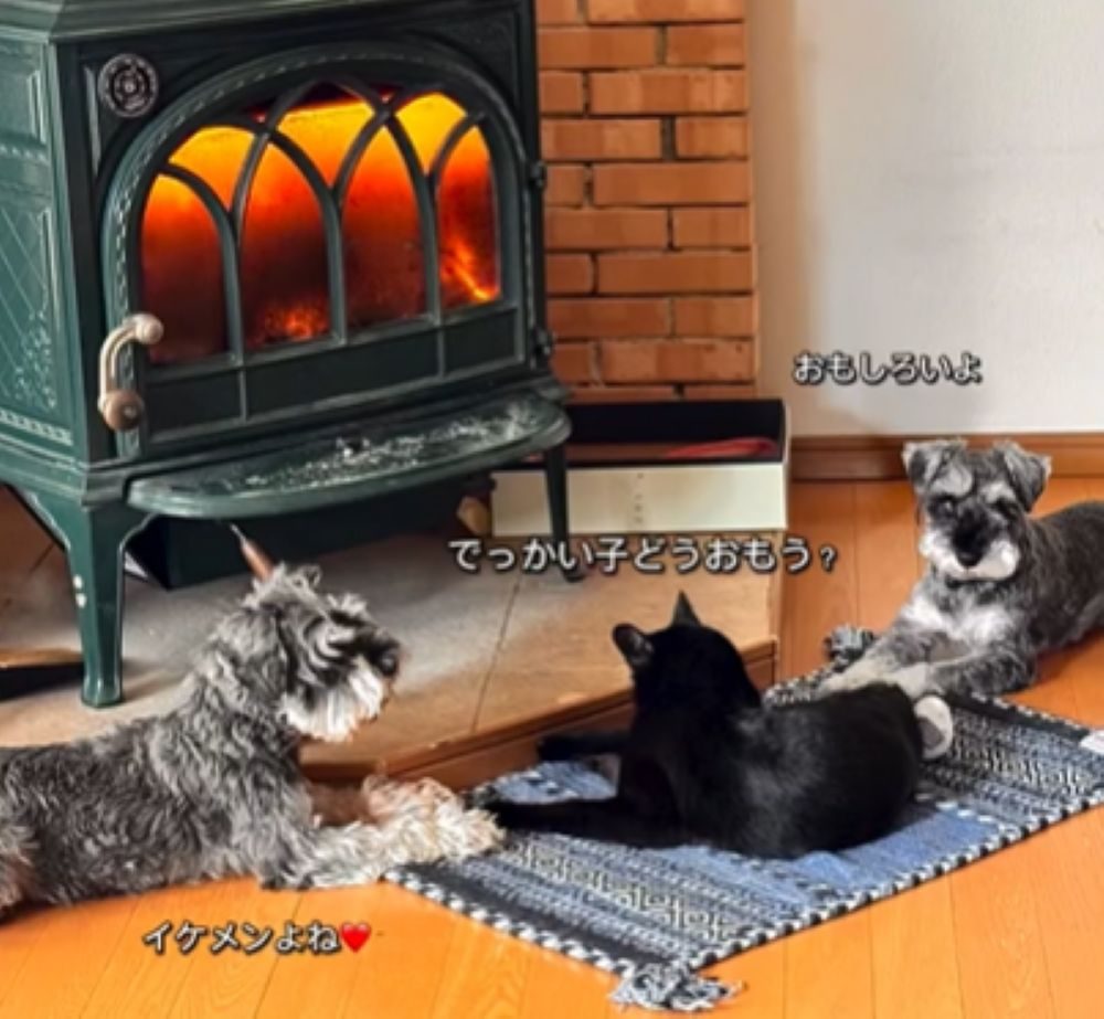 ほかのワンちゃんたちと（＠samiy7373さんより提供）