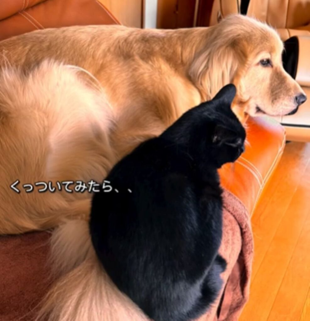 くっついてみると…（＠samiy7373さんより提供）