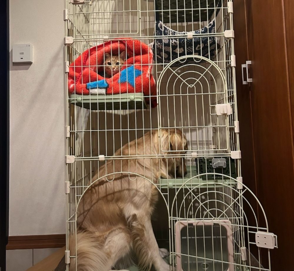 ケージの中には…（＠carlon_____さんより提供）