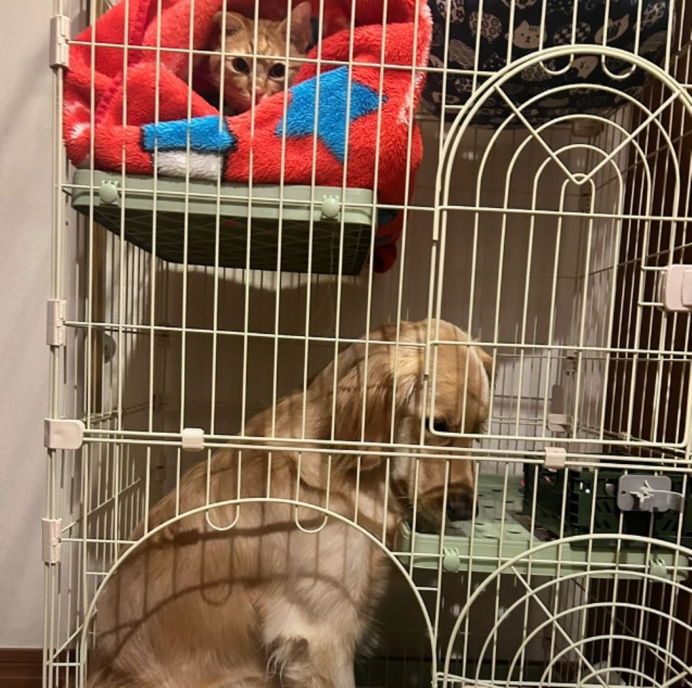 猫ちゃん用ですが…（＠carlon_____さんより提供）