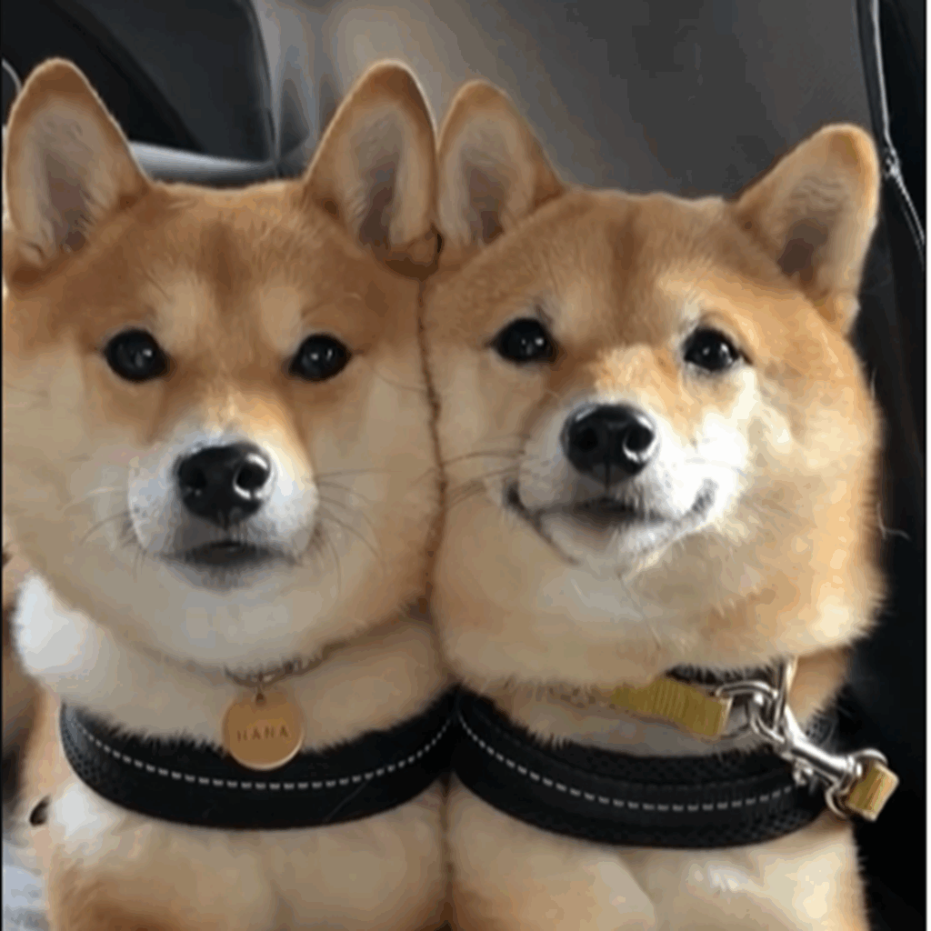 気がつけば、顔がぎゅうぎゅう…（＠hanachan_1111さんより提供）