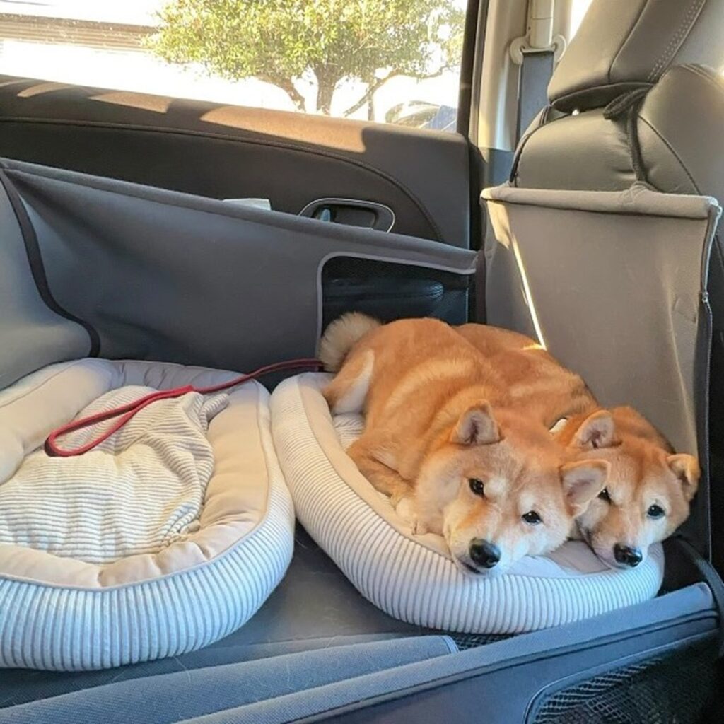 広いドライブサークルなのに、なぜか1つのベッドに（＠hanachan_1111さんより提供）