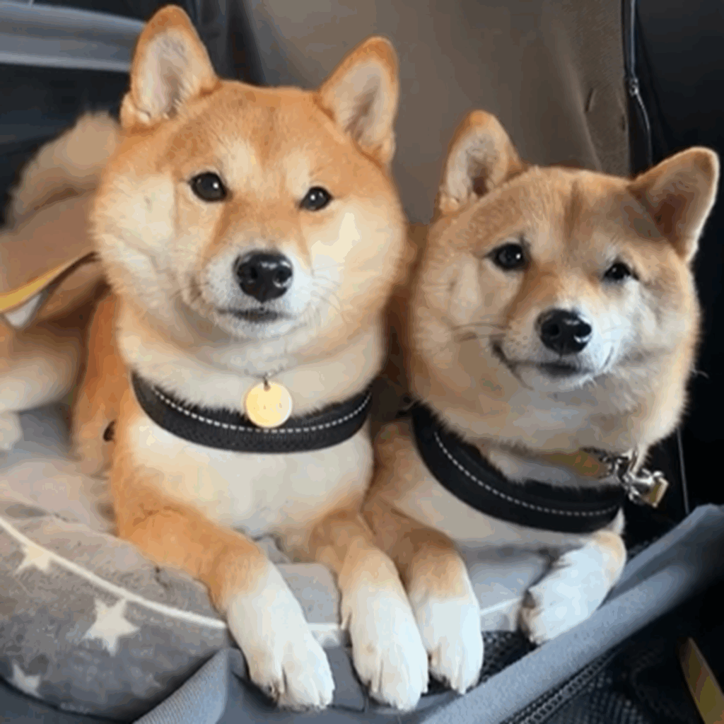 仲良くドライブを満喫中♪（＠hanachan_1111さんより提供）