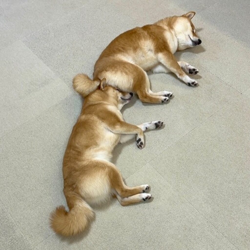 【実際の写真6枚】　飼い主さんが見た光景