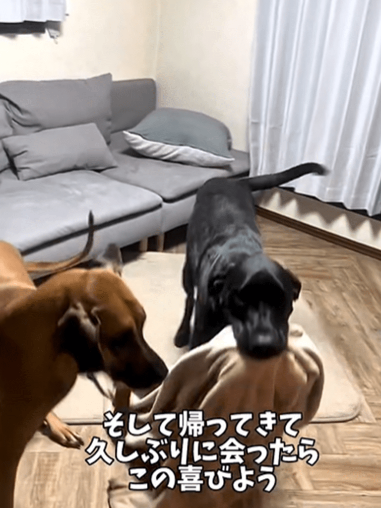 再会の喜びを表現（＠ohisamachannelさんより提供）