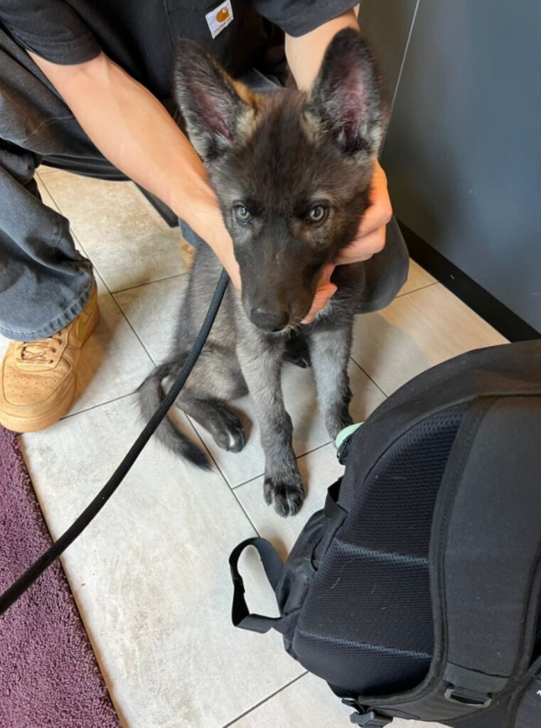 生後2ヶ月の頃（@blackashwolfdogさんより提供）