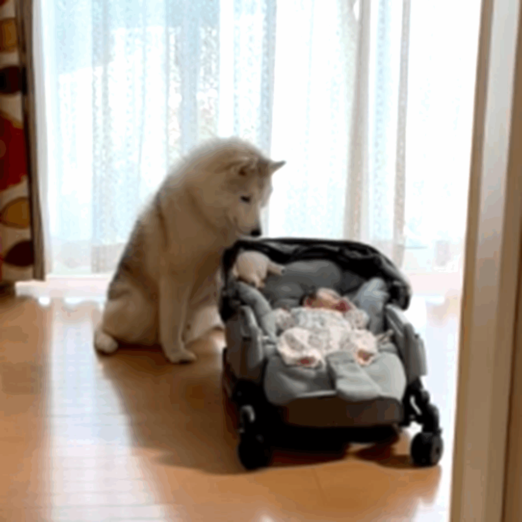 【実際の写真６枚】　ママが見た光景