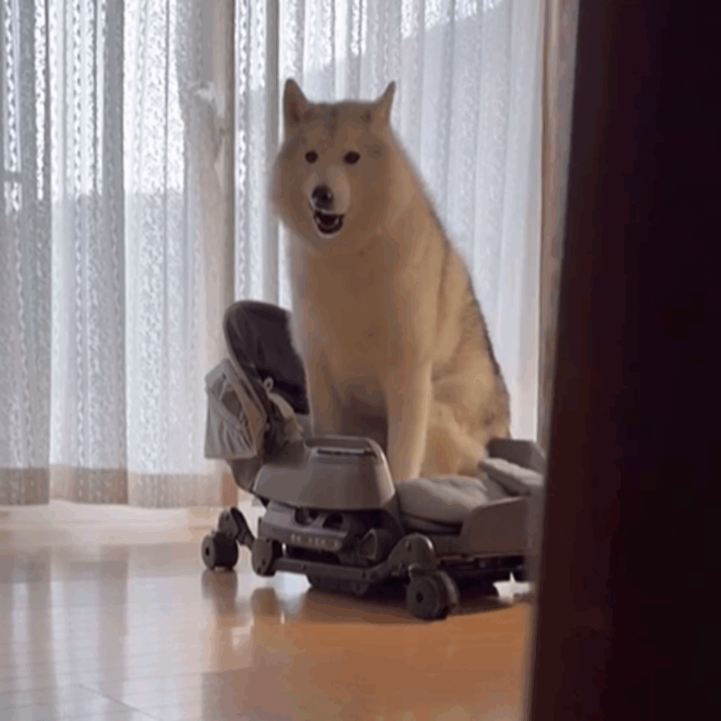 乗ってみたかったんだね～（＠bokumarleyさんより提供）