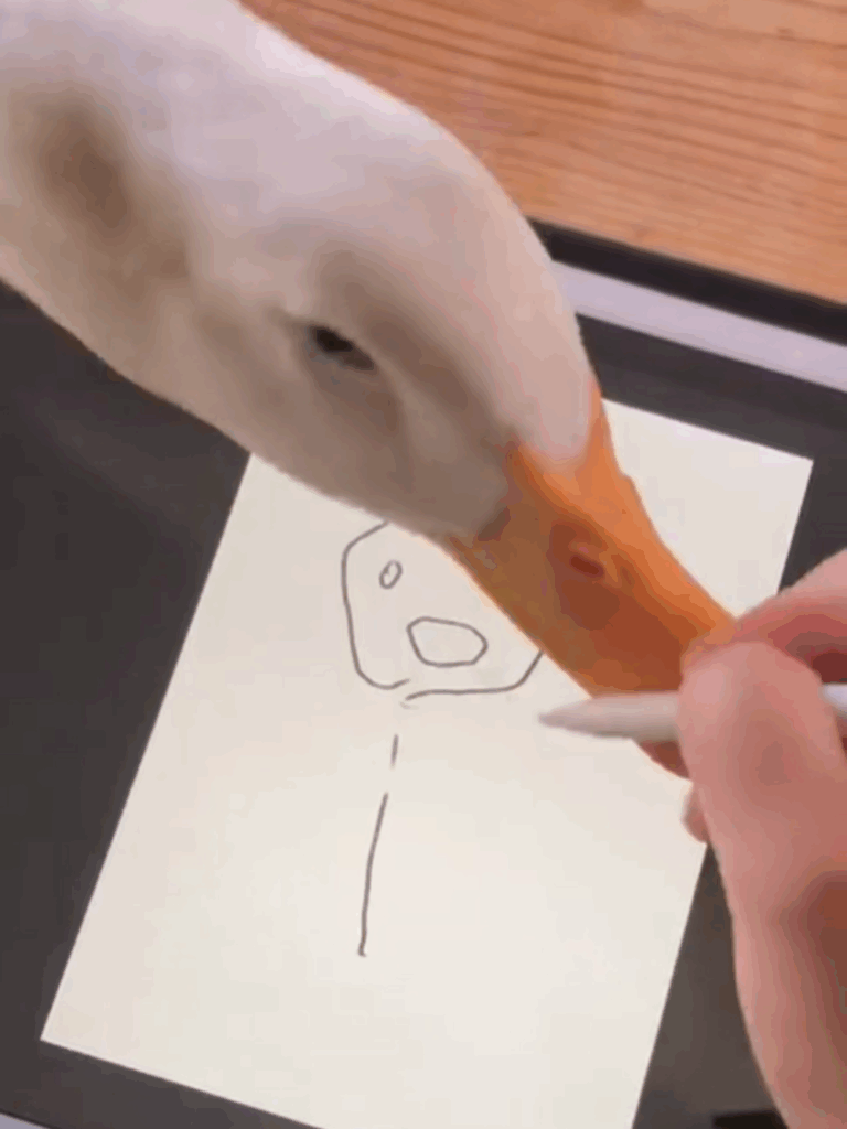 くちばしで手元をつついて邪魔をするアヒルのぴーちゃん（@aotoudaiさんより提供）