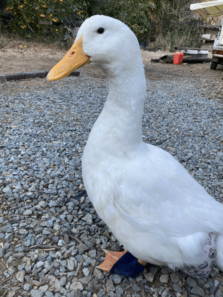 お庭の砂利の上に立つぴーちゃん（@aotoudaiさんより提供）