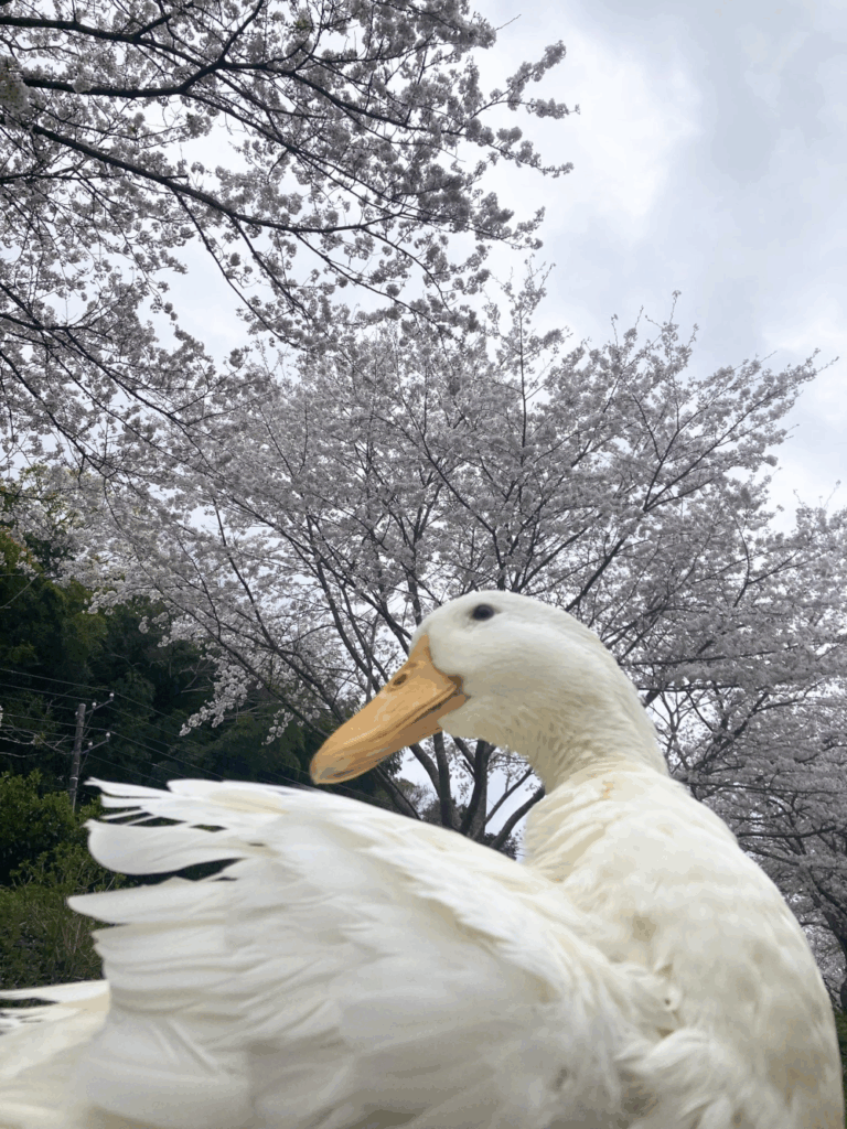 桜の木の下にいるぴーちゃん（@aotoudaiさんより提供）
